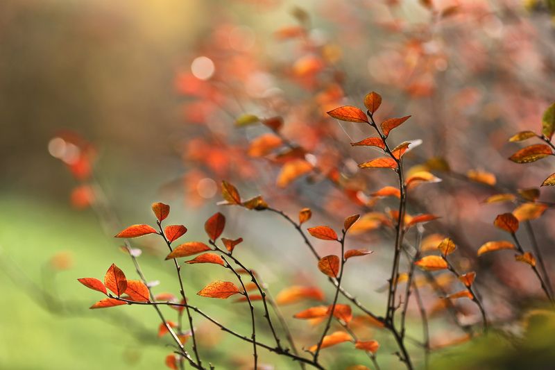 краски жизни,легенды осени ноябрь фото превью
