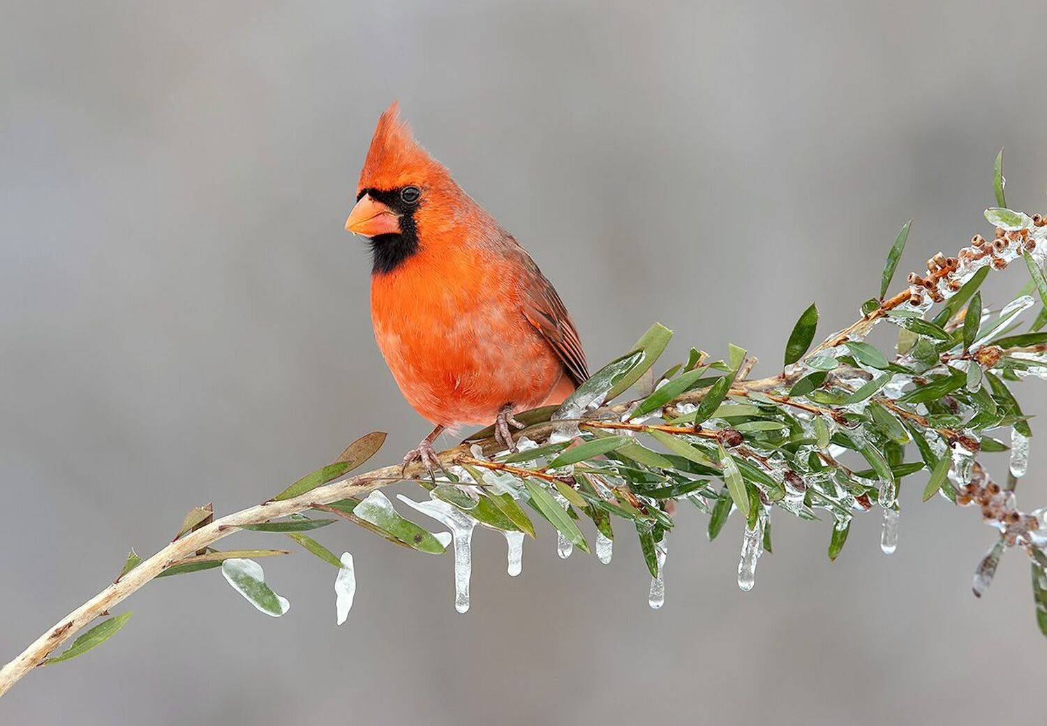 красный кардинал, northern cardinal, cardinal,кардинал, зима, Etkind Elizabeth