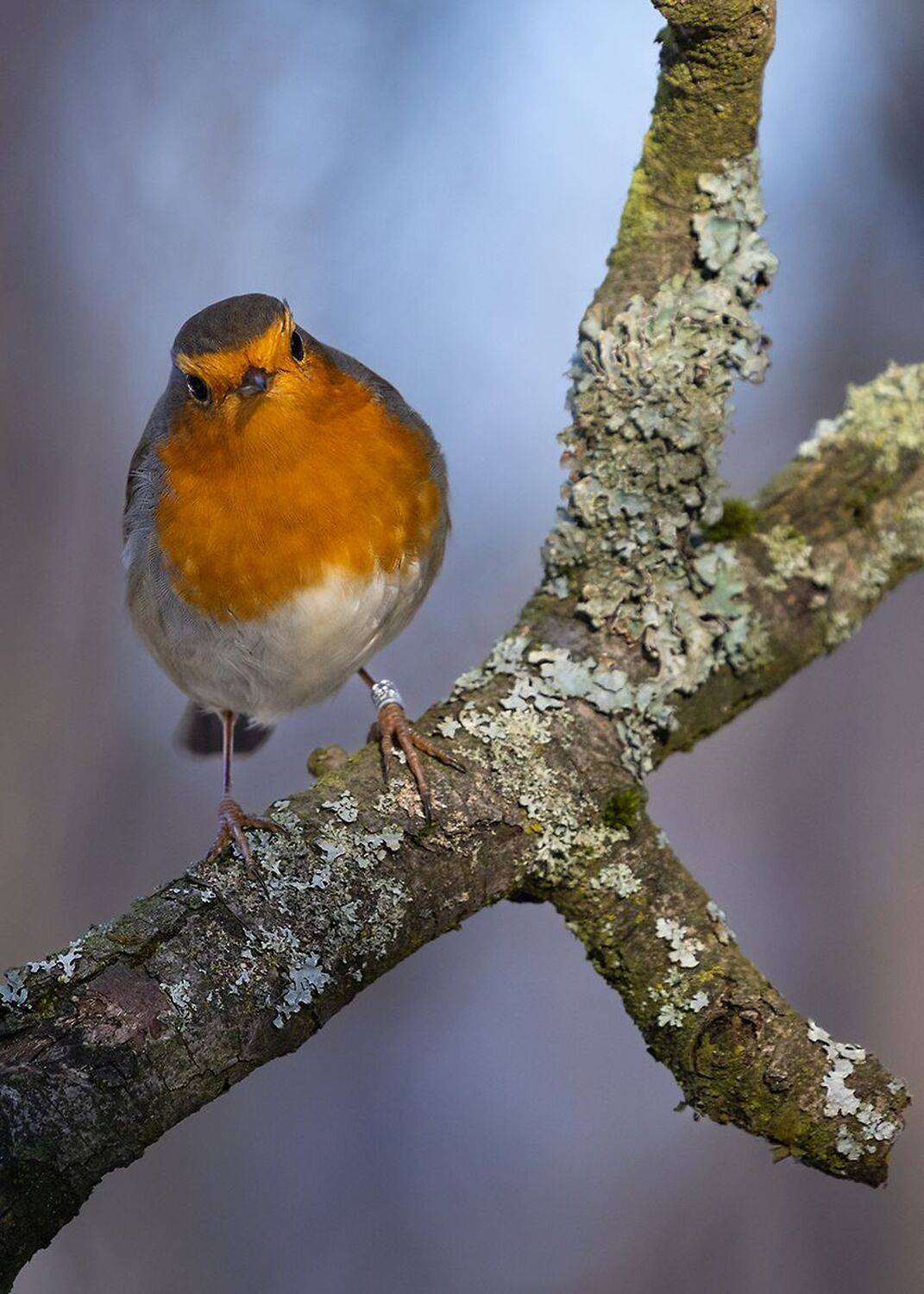 Robin. Автор: Robert Adamec , Robert Adamec