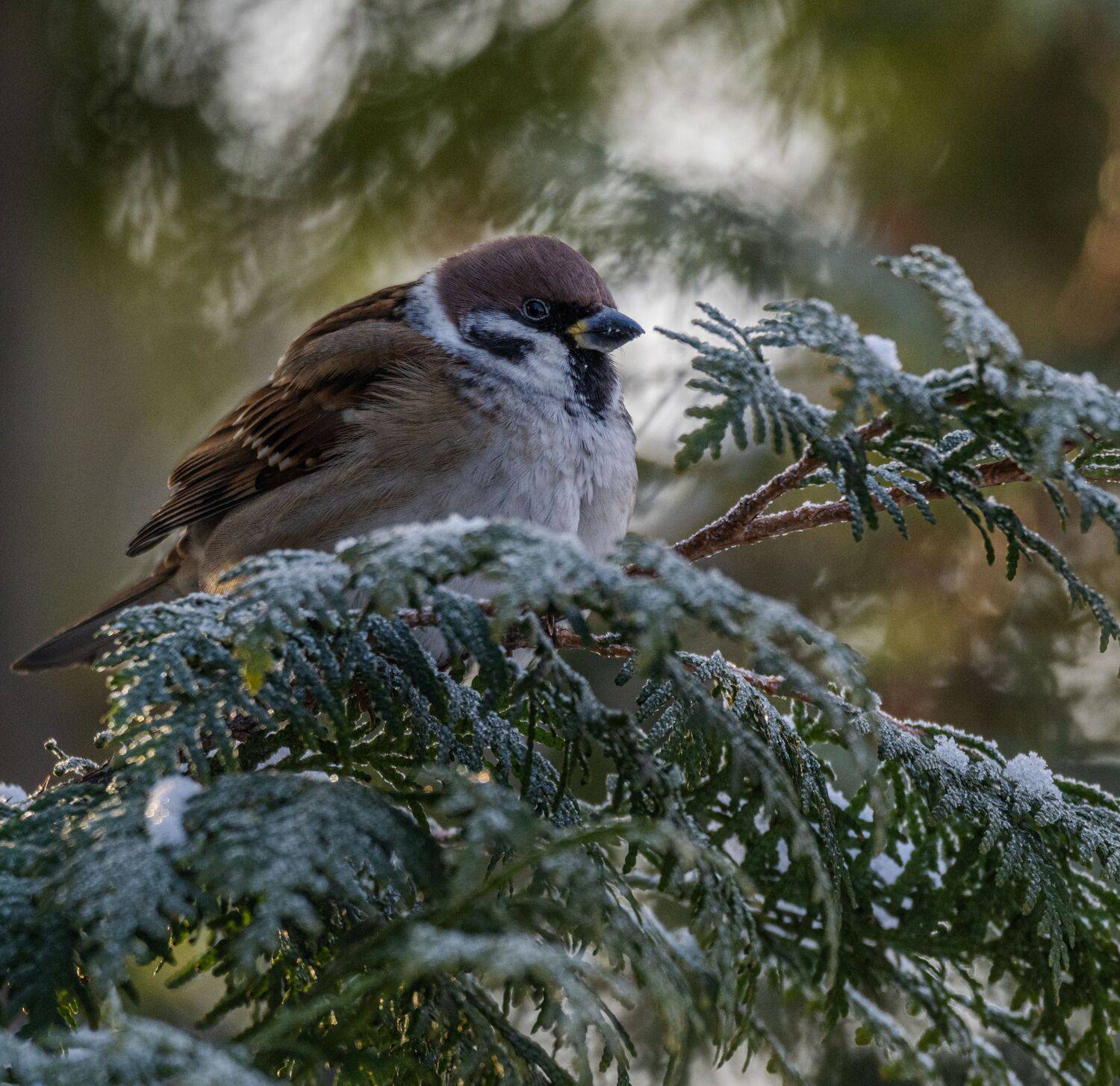 , Курлянцев Алексей