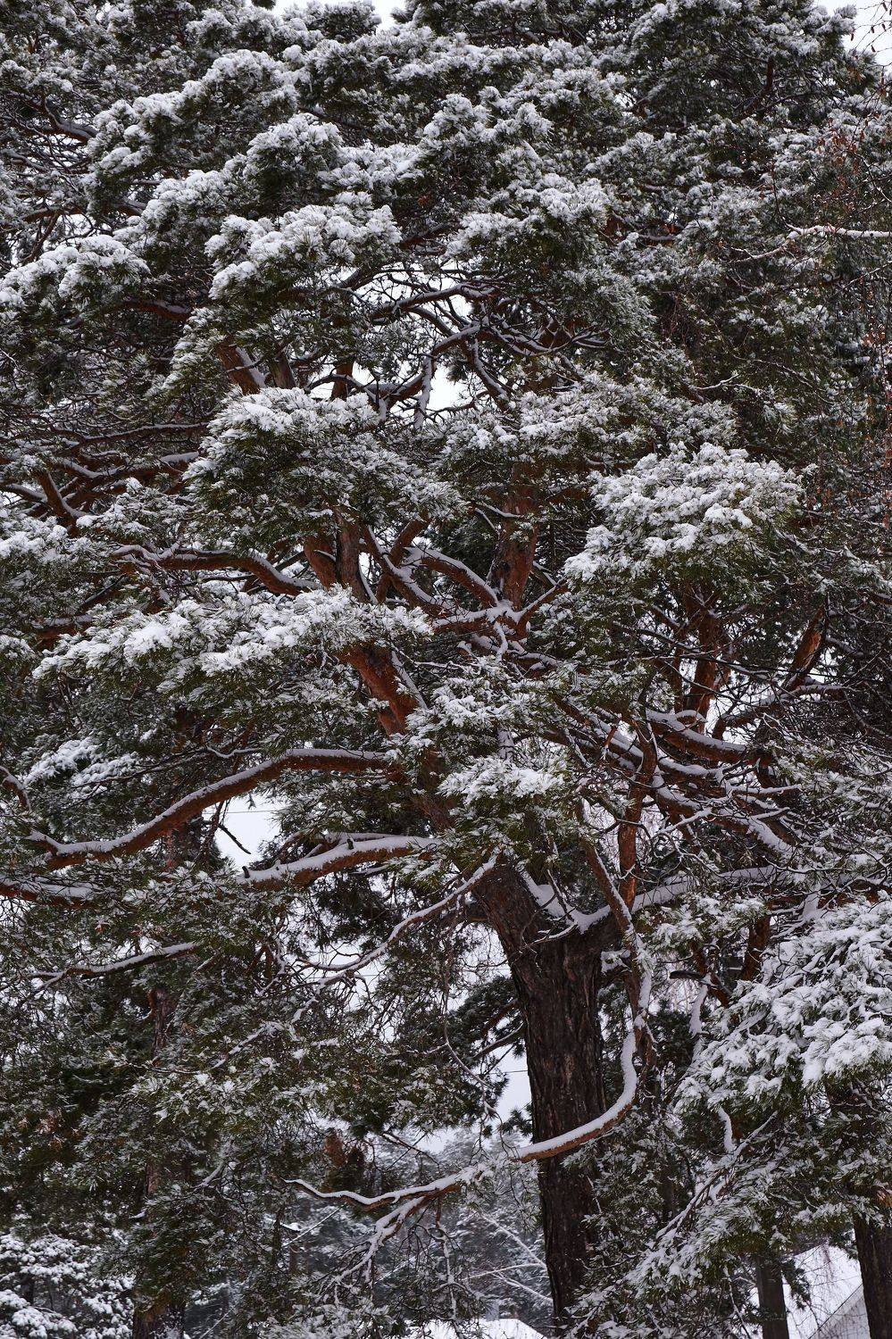 , Владимир Краснов