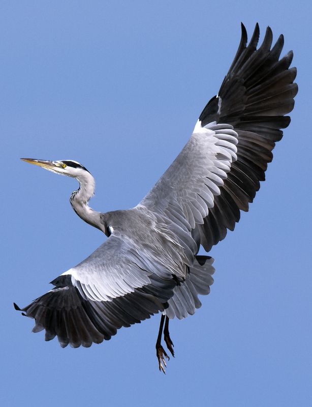 Ardea cinerea Linnaeus фото превью