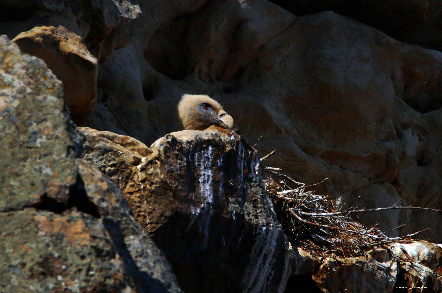 гриф,гнездо,белоголовый сип,горы,дагестан,птица,падальщик,, Magov Marat