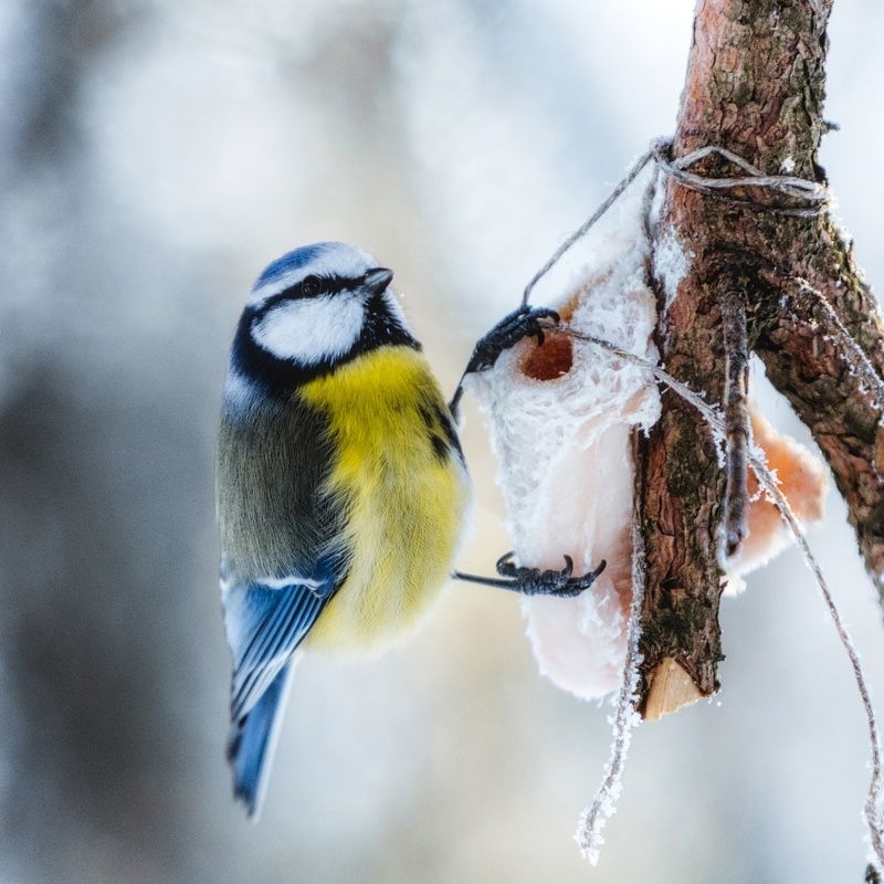 лазоревка, птицы Обыкновенная лазоревка фото превью