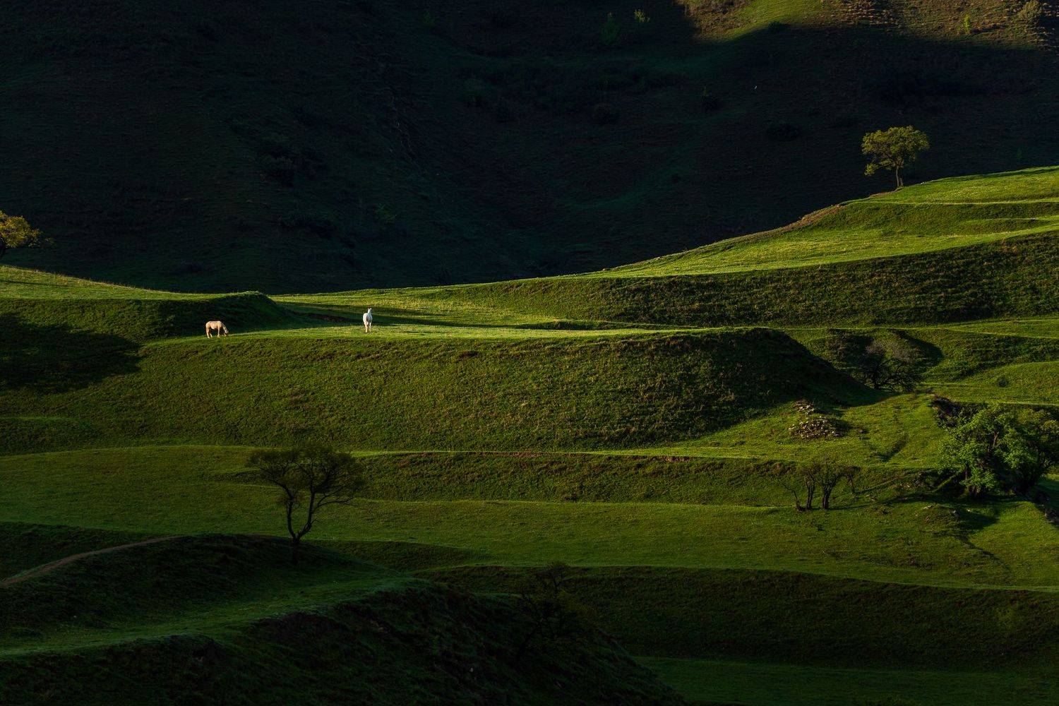 mountains, terrasses, horses, Maria Pochikaeva