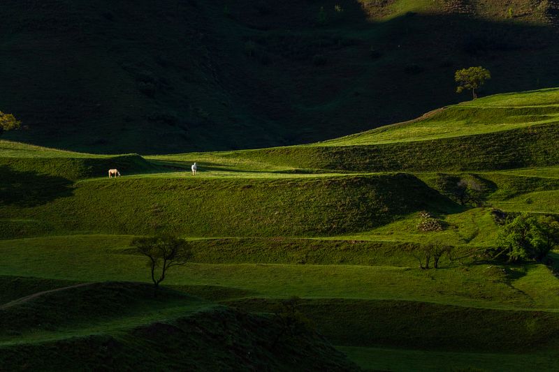 mountains, terrasses, horses Horses and terrasses фото превью