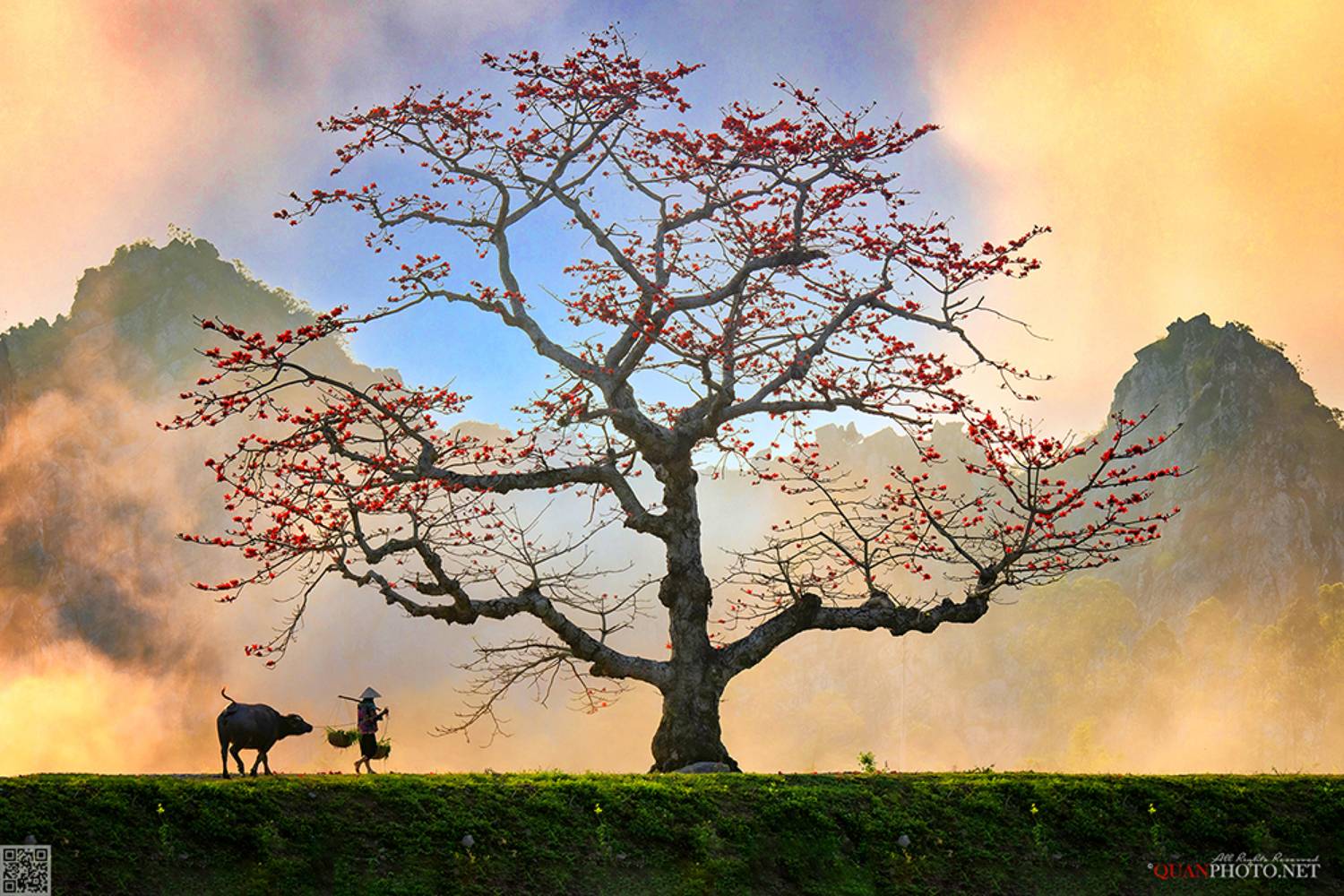 quanphoto, landscape, nature, sunset, sundown, rural, countryside, buffalo, farmer, tree, flowers, vietnam, quanphoto