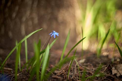 Однажды весной.