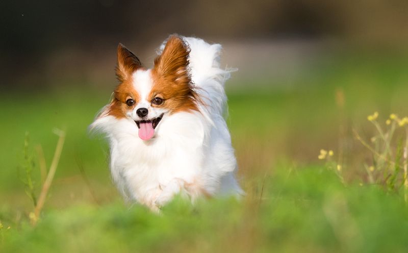 domestic animal  фото превью