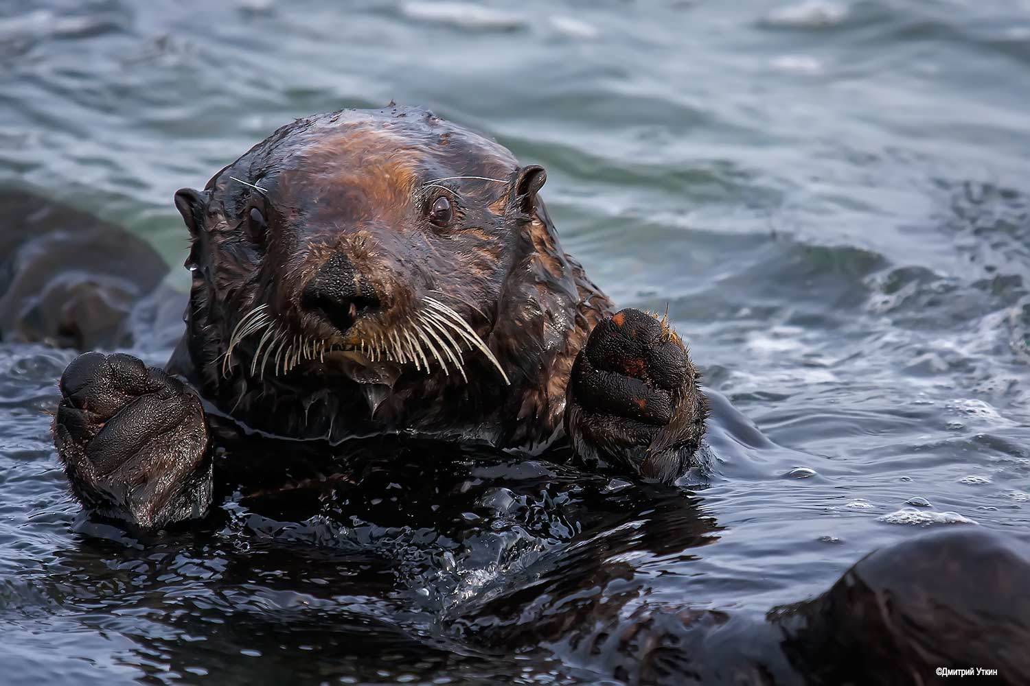 , Дмитрий Уткин