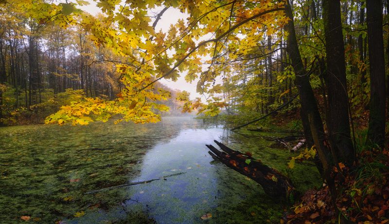Об одном щегловском пруде фото превью
