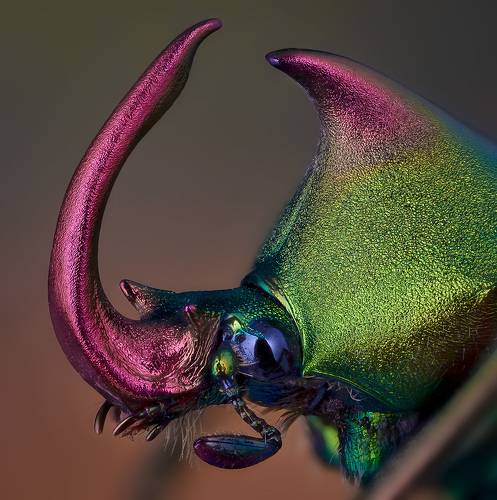 Theodosia rodriguezi