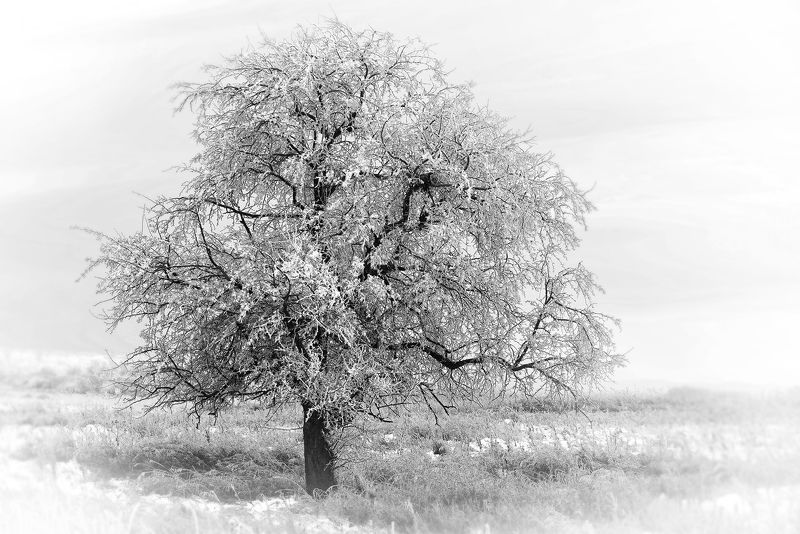 яблоня зимой фото превью
