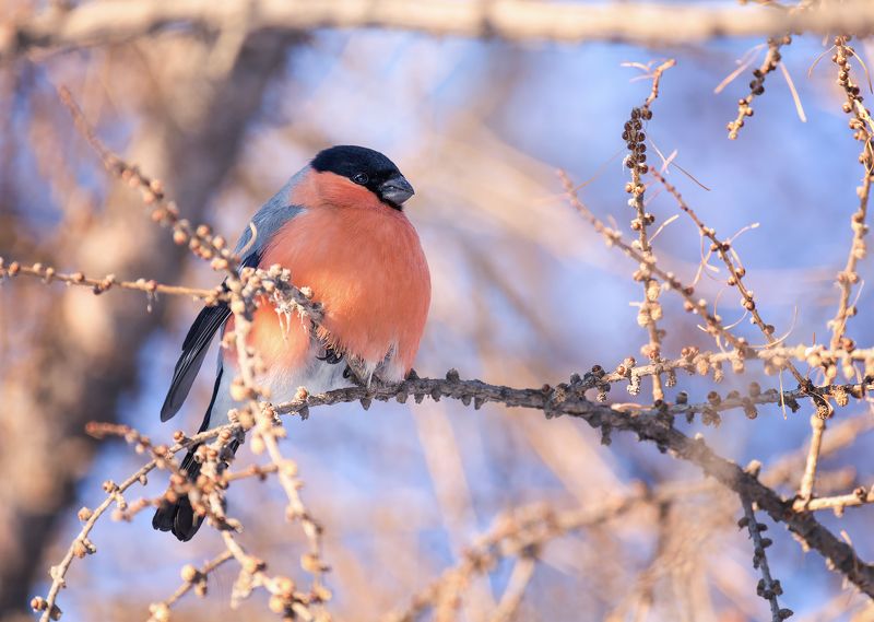 птицы, снегирь, красногрудый, самец, красногрудый.. фото превью