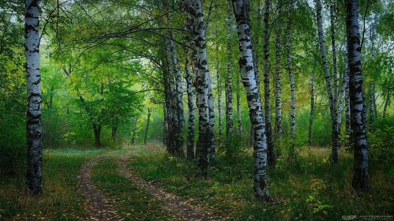 пейзаж природа роща лес березы лето Березовый рассвет фото превью