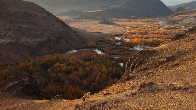 Алтай Красная горка. Алтай. фото превью