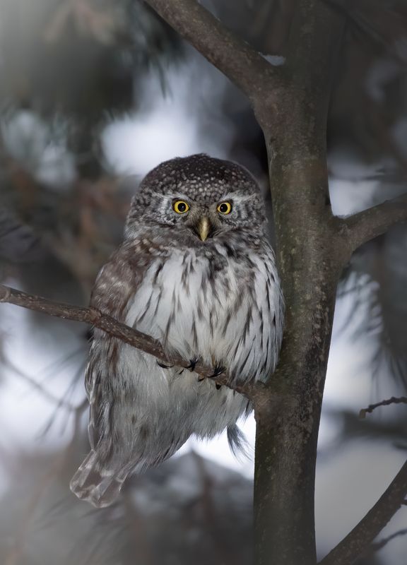 Воробьиный Сыч Glaucidium passerinum фото превью