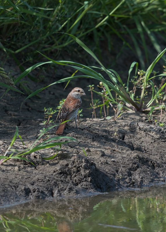 Жулан у водопоя фото превью