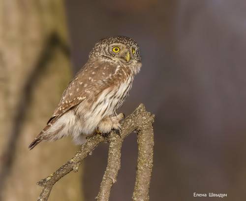 Eurasian pygmy owl