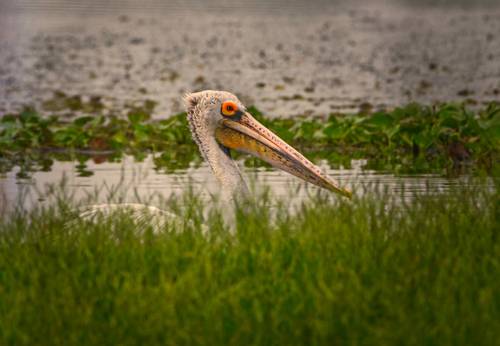 Pelican