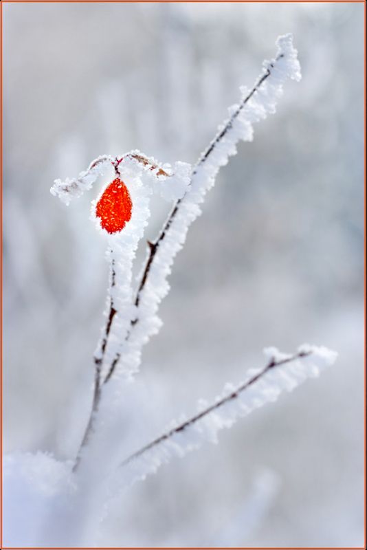 frost, glow, leaf, nature, photography, snow, white, winter, Glow in the Snow фото превью