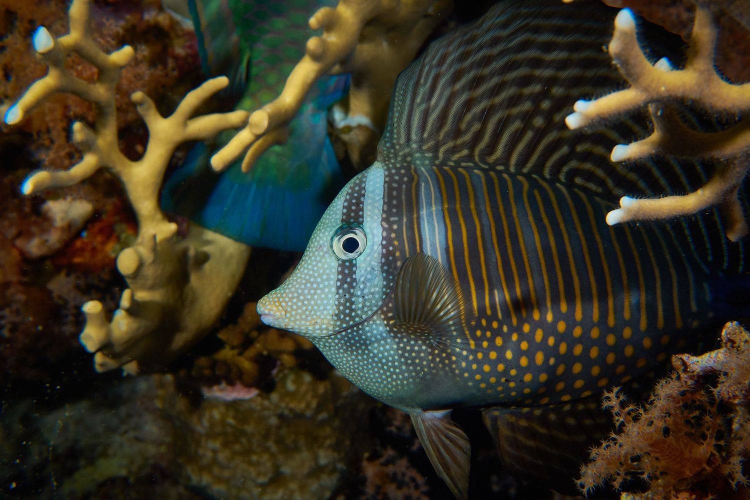 подводная фотосъемка, коралловый риф, рыбы, тропические рыбки, дайвинг, море, PAVEL PEREPECHAEV