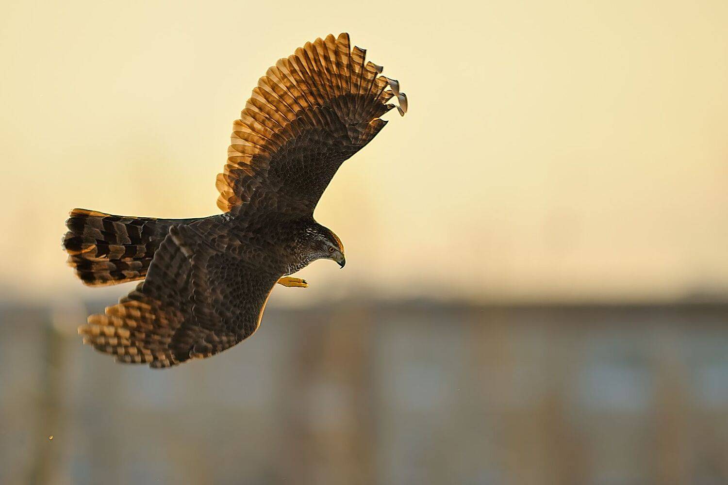 , Калинин Михаил