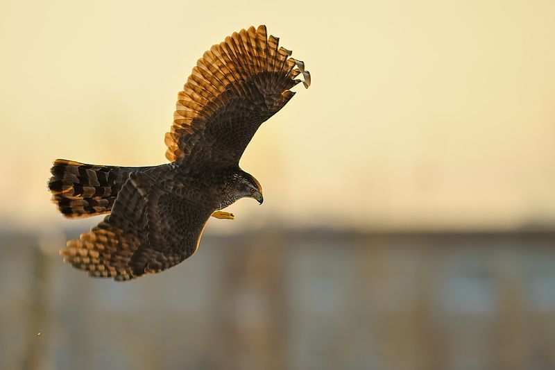 Ястреб тетеревятник. фото превью