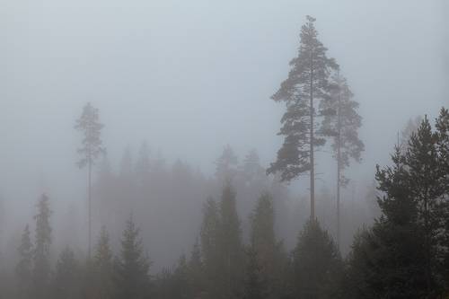 In the fog