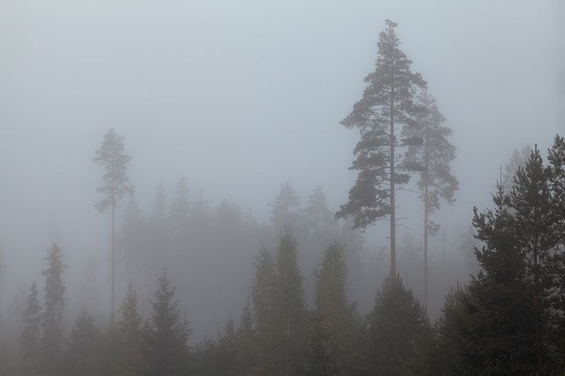 fog, tree, nature, russia In the fog фото превью