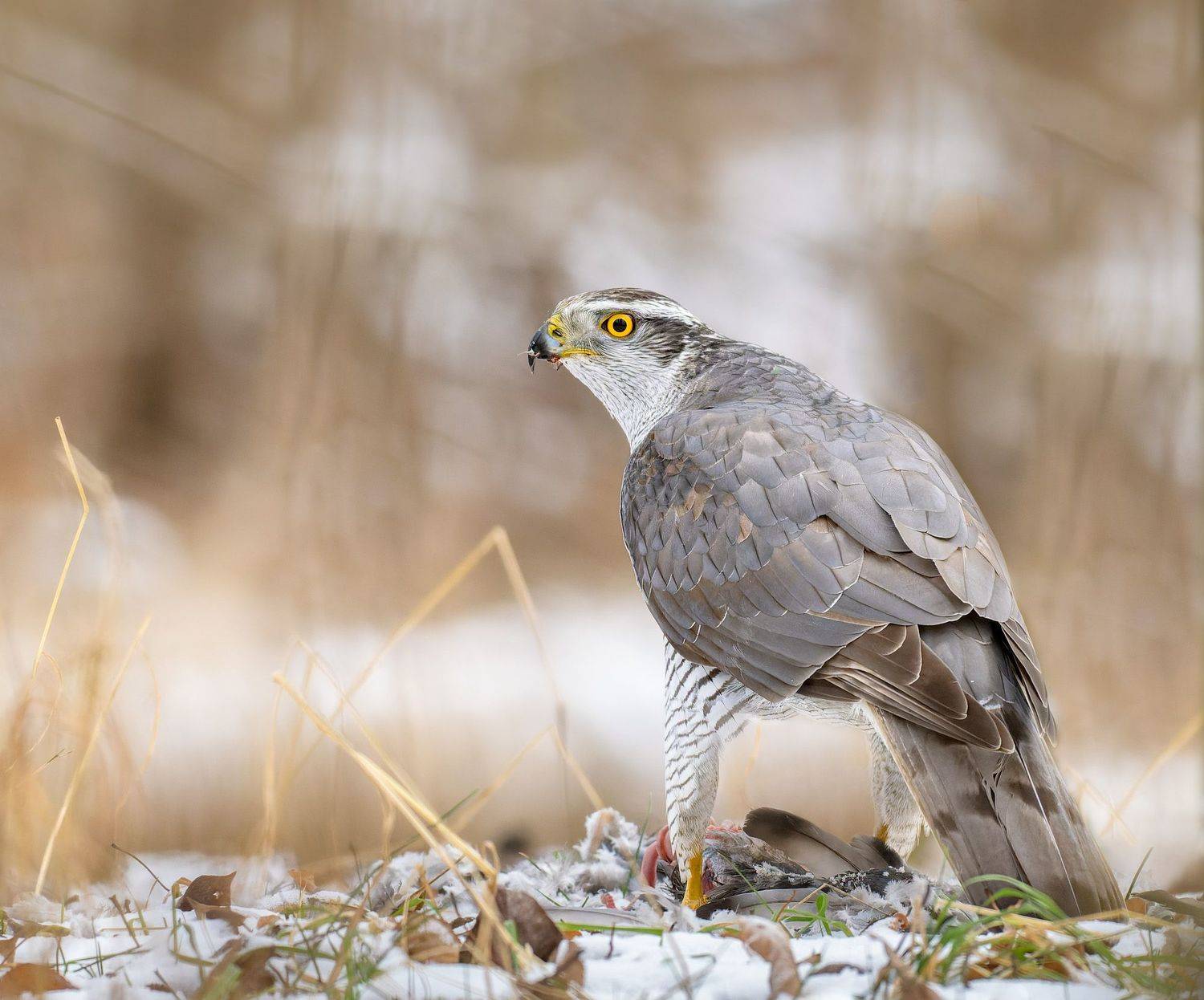 , Алексей Зайцев