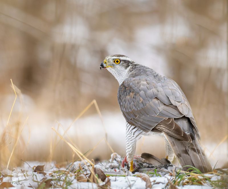 трапеза фото превью