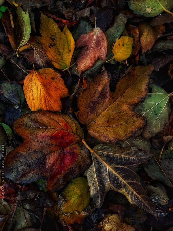 Осень под ногами. фото превью