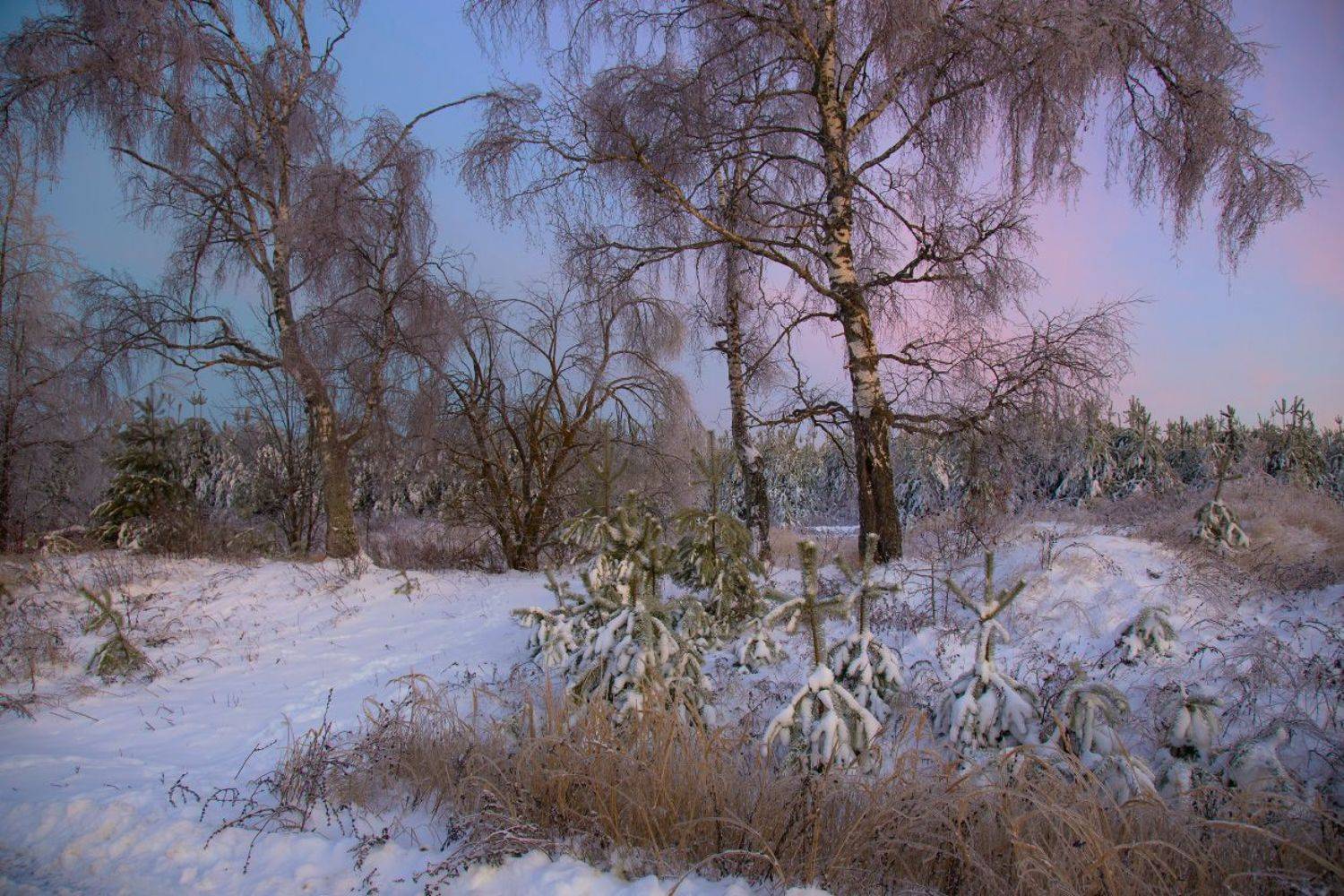 утро мороз лед рассвет серково наледь, Дмитрий Алексеев