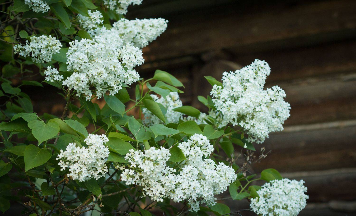 сирень, деревня, дерево, стена, Elena Hvojnova