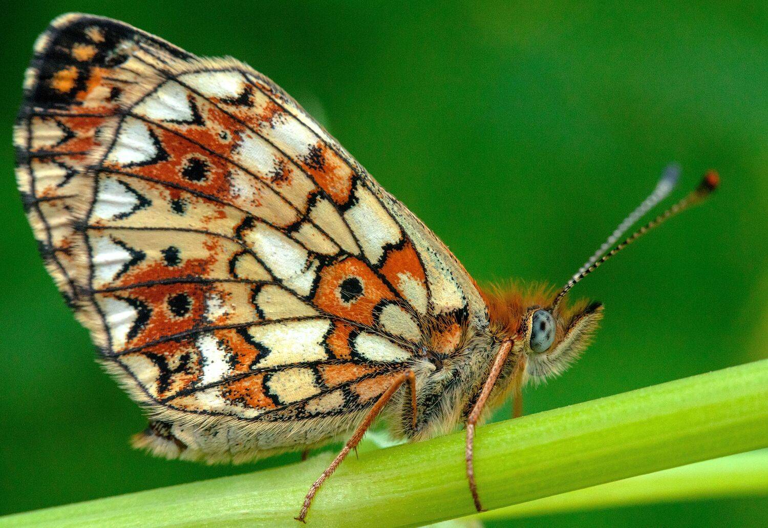 , Рут Андрей