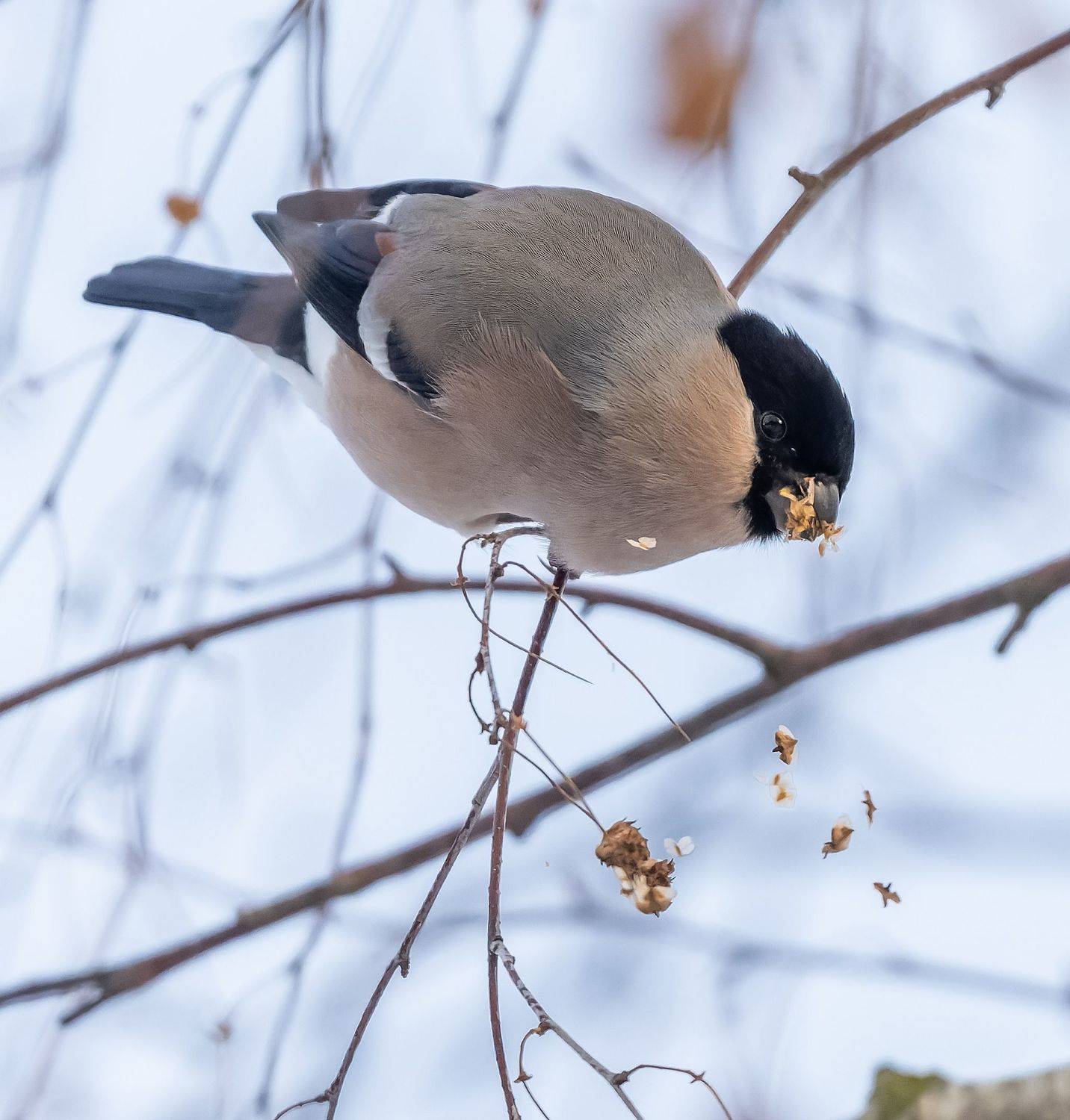 , Дэм Константин