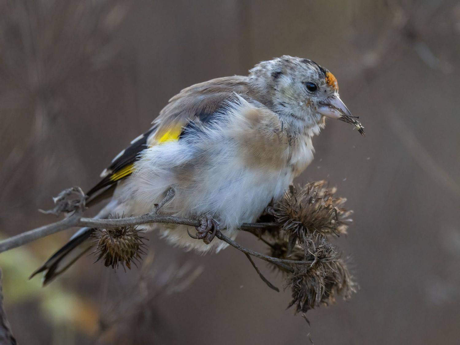 , Дэм Константин