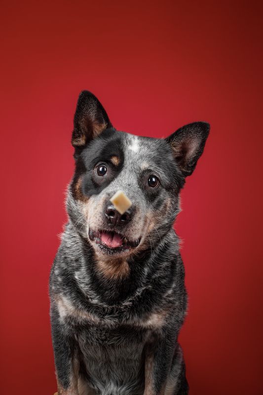 Австралийский хилер фото превью