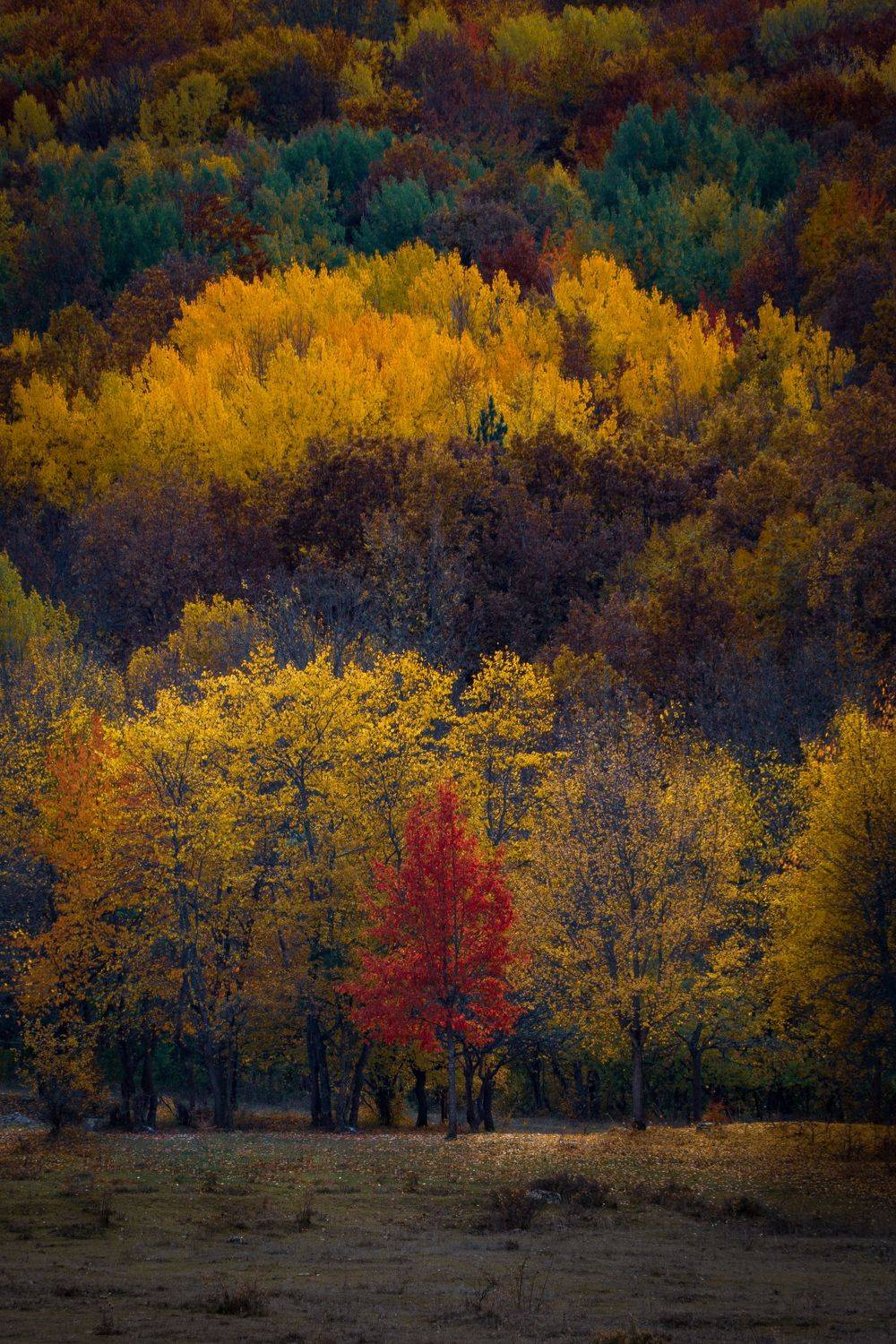 , Андрей Кривцов