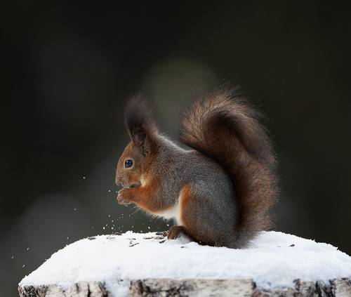 Лесная красотка