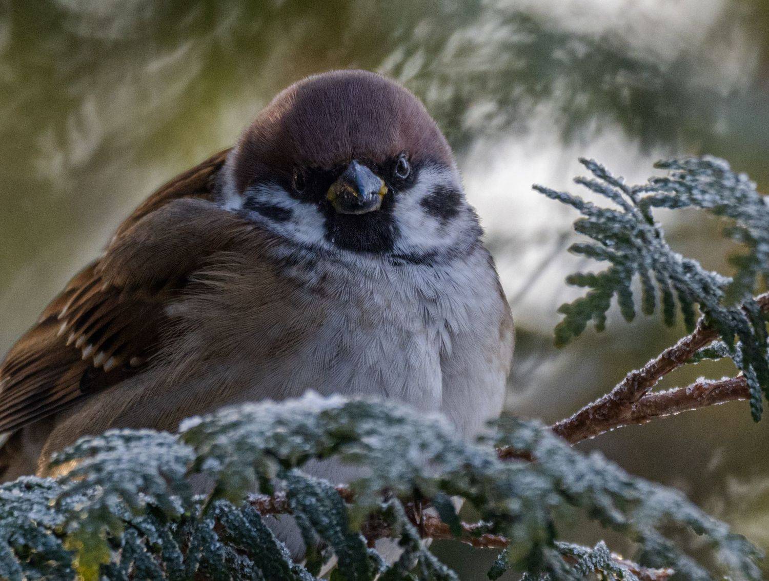 , Курлянцев Алексей