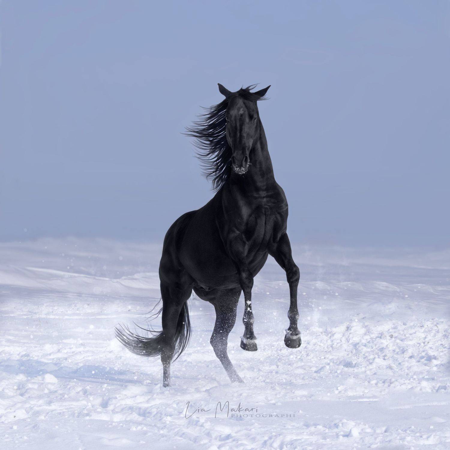 Лошадь, лошади, зима, horse, horses, winter , Макари Лия