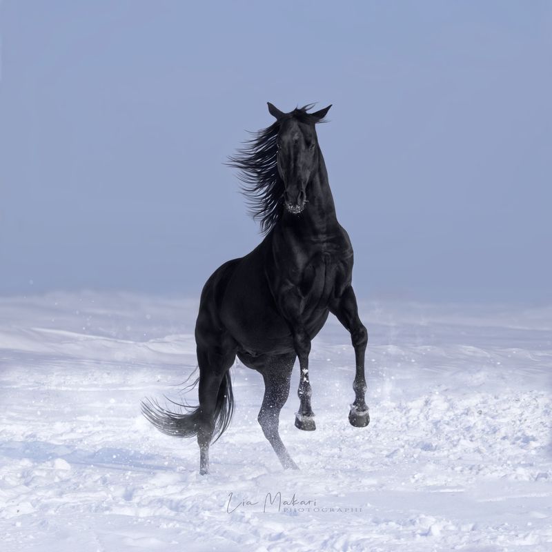 Лошадь, лошади, зима, horse, horses, winter  Дипломат, английская чистокровная фото превью