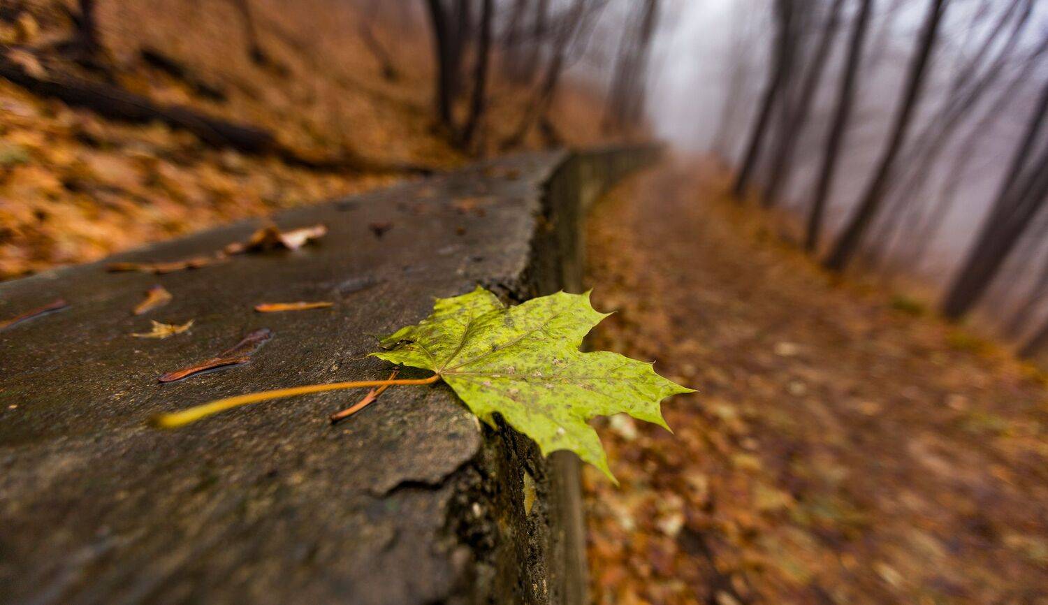 , Максим Подосинников