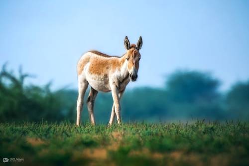 Indian wild ass (Equus hemionus khur)