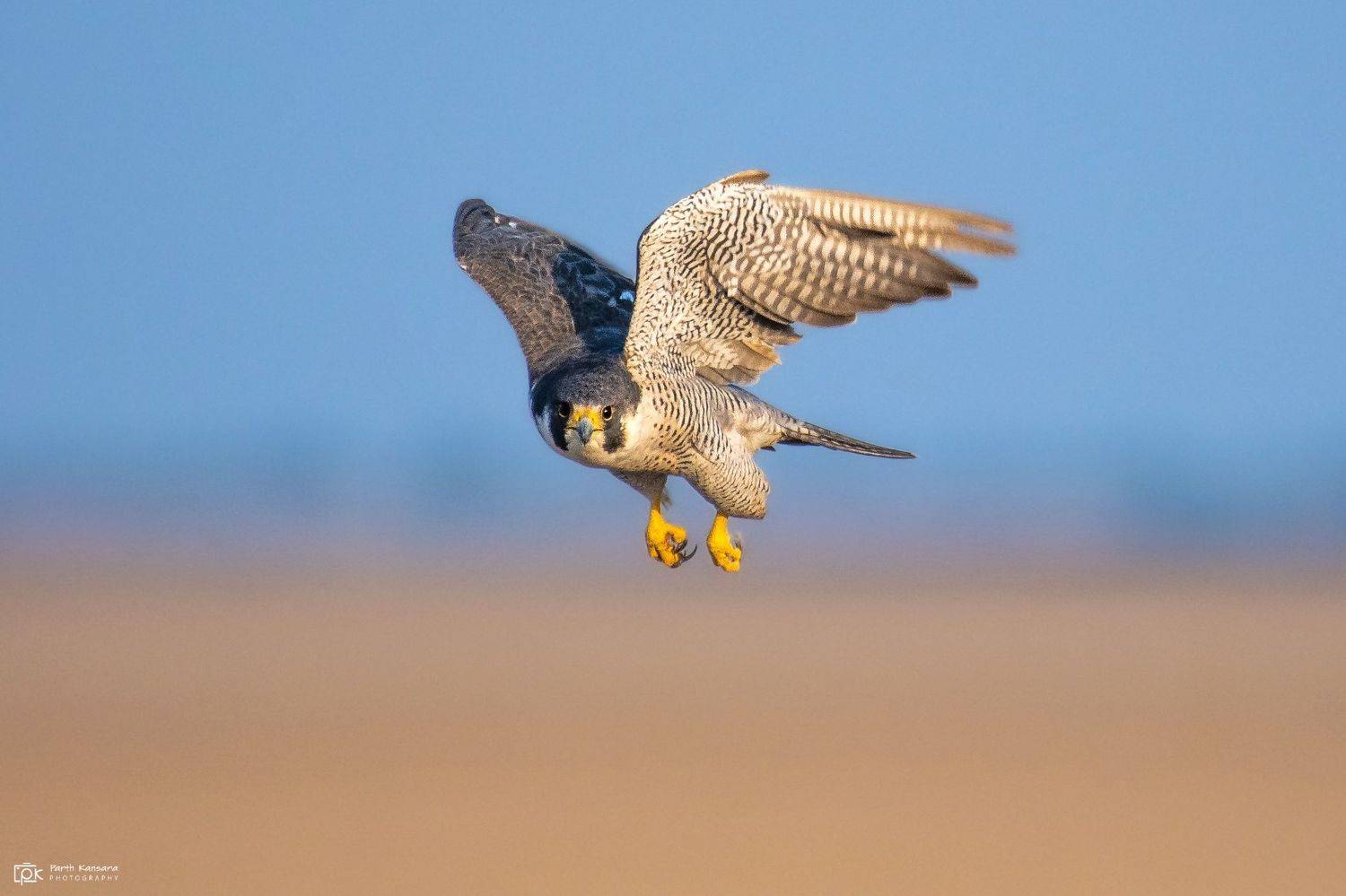 peregrine falcon, falco peregrinus, grk, greater rann of kutch, nature, 35awards, 35photo, wildlife, birds, birds of india, parth kansara, parth kansara wildlife, indian wildlife, photo, photography, kutch, birds of kutch, nakhatrana, kutch wildlife,, kansara parth