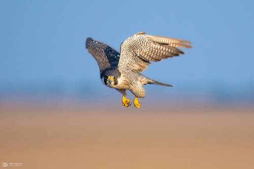 Peregrine Falcon (Falco peregrinus)