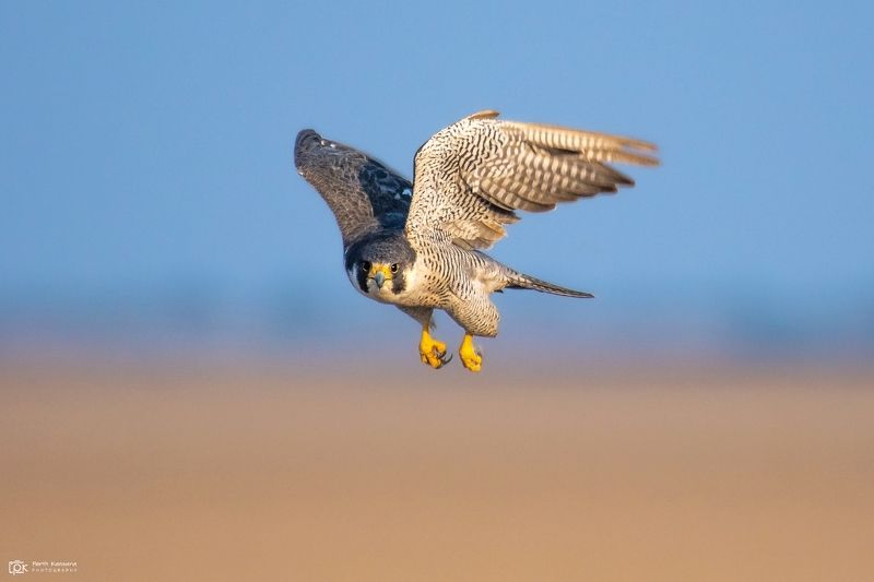 peregrine falcon, falco peregrinus, grk, greater rann of kutch, nature, 35awards, 35photo, wildlife, birds, birds of india, parth kansara, parth kansara wildlife, indian wildlife, photo, photography, kutch, birds of kutch, nakhatrana, kutch wildlife, Peregrine Falcon (Falco peregrinus) фото превью