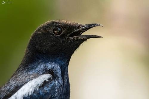 Indian Robin (Copsychus fulicatus)